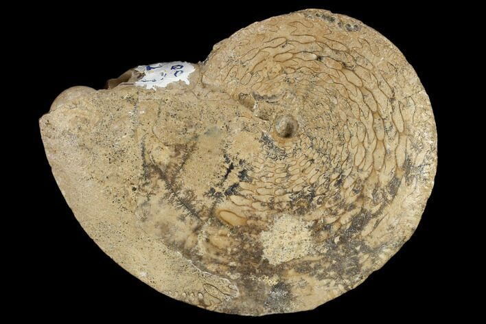 Fossil Ammonite (Medlicottia) - Kazakhstan #117157